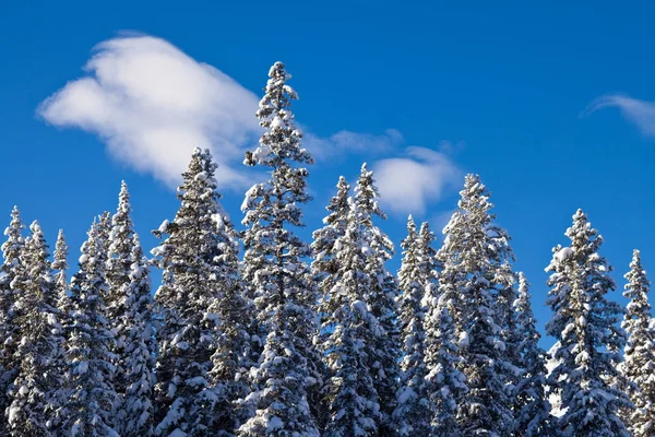 Snow covered trees in the forest in Banff National Park — Stock Photo, Image