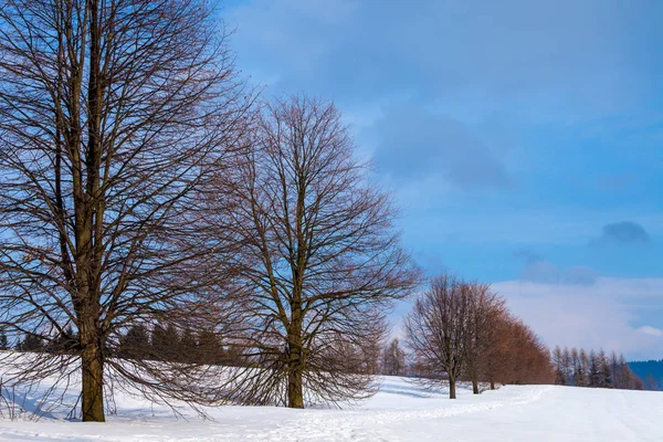 A row of trees in winter in a snow covered field — Stock Photo, Image