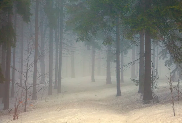 A wintery forest with snow and fog