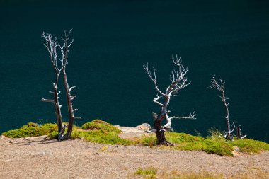 Ağaç iskeletler üzerinde Saint Mary Gölü kıyısındaki Glacier Ulusal Parkı, Montana