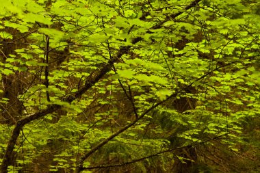 Glacier Ulusal Parkı, Montana'da arkadan aydınlatmalı yeşil akçaağaç yaprakları