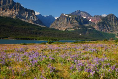 Wildflower meadow in Glacier National Park, Montana clipart