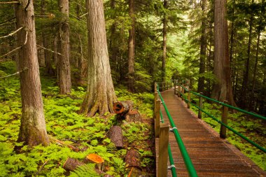 Ahşap tahta Mt Revelstoke Milli Parkı, British Columbia '