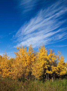Ağaçları ile renkli sonbahar renkleri
