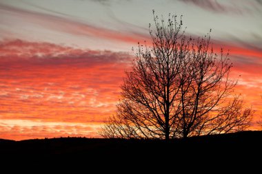 Çıplak ağaç dalları karşı renkli bir turuncu gökyüzü kontrast