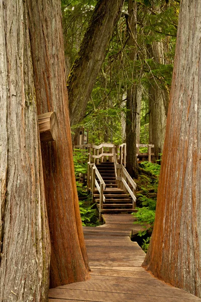 Wooden boardwalk in Mt Revelstoke National Park, British Columbia — Stock Photo, Image
