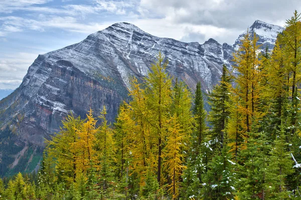 Alerces amarillos en otoño sobre el lago Louise en el Parque Nacional Banff, Alberta — Foto de Stock