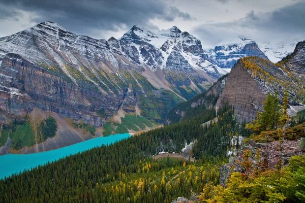 Yellow larches in Autumn above Lake Louise in Banff National Park, Alberta