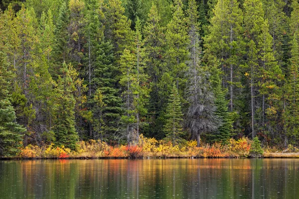 Un fondo de un bosque y un lago de montaña — Foto de Stock