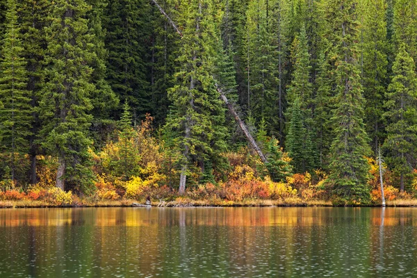 Un fondo de un bosque y un lago de montaña — Foto de Stock