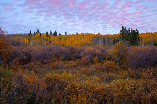 Схил, вкритий барвистими осінніми деревами — стокове фото