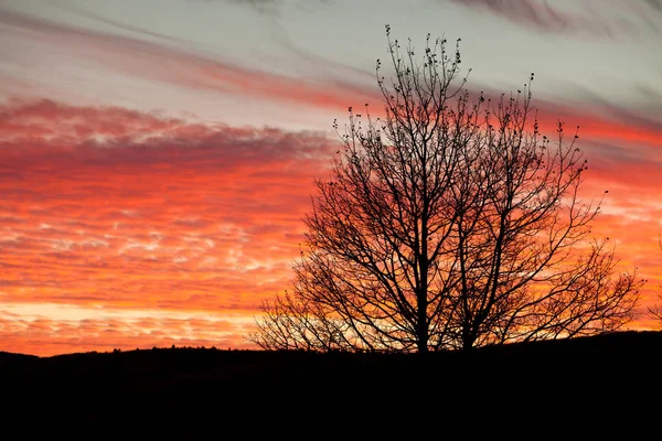 Голі гілки дерева, змочені на тлі барвистого помаранчевого неба — стокове фото