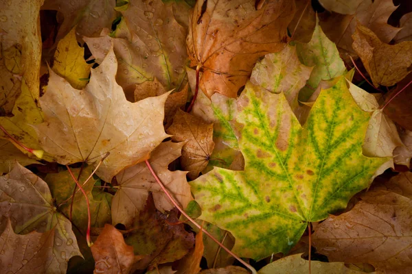 Upadłe liście klonu na ziemi — Zdjęcie stockowe