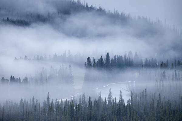 Туманным утром леса Скалистых гор Альберты
