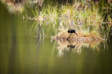 Kanada Kayalık Dağları, Alberta, Kanada bir göl kıyısında siyah kuş