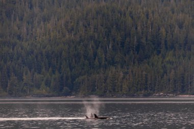 Yüzme ve British Columbia Johnstone Boğazı oynayan orcas