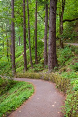 Columbia River Gorge, Oregon'da bir yürüyüş iz