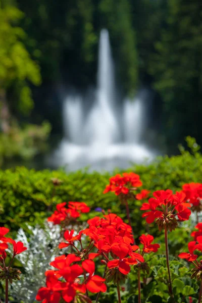 Клумба перед водяним фонтаном — стокове фото