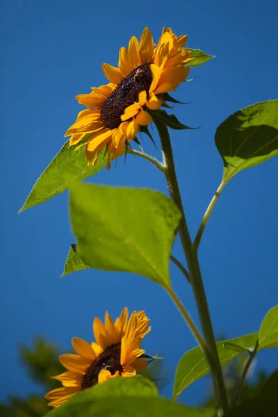 A yellow sunflower against a bright blue sky