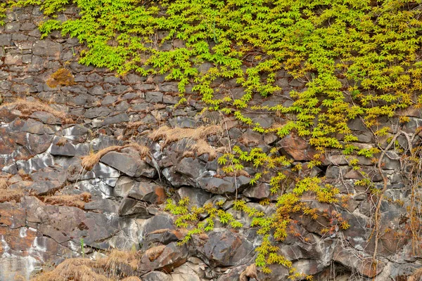 Zöld szőlő növekszik egy sziklás sziklára — Stock Fotó