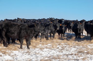 A ücretsiz aralığı sığır Güney Alberta bir çiftlikte duydum