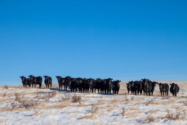 A ücretsiz aralığı sığır Güney Alberta bir çiftlikte duydum