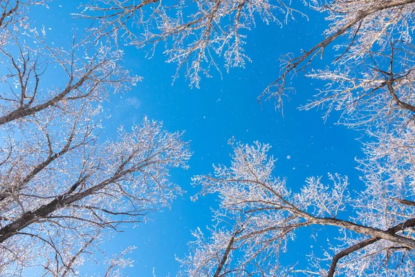 Drzewa pokryte szron zimą — Zdjęcie stockowe