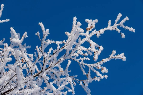 Rimfrost täckt träd under vintern — Stockfoto