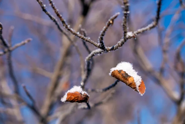 Rimfrost täckt träd under vintern — Stockfoto