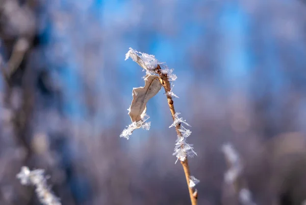 Rimfrost täckt träd under vintern — Stockfoto