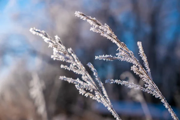 Gräs mitt i vintern täckt i Frost iskristaller — Stockfoto