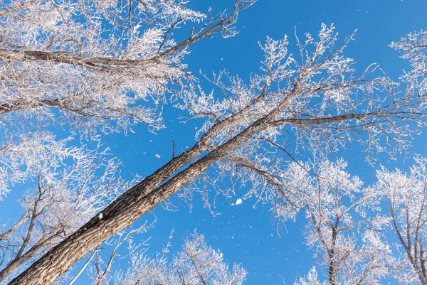 Rimfrost täckt träd under vintern — Stockfoto