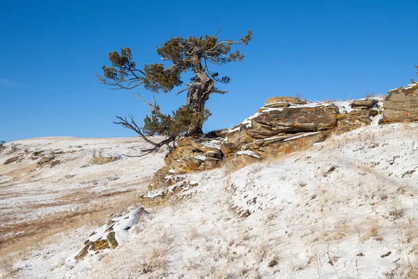 Старі сосни податливий ростуть на скелястому оголисте на півдні Альберта, Канада — стокове фото