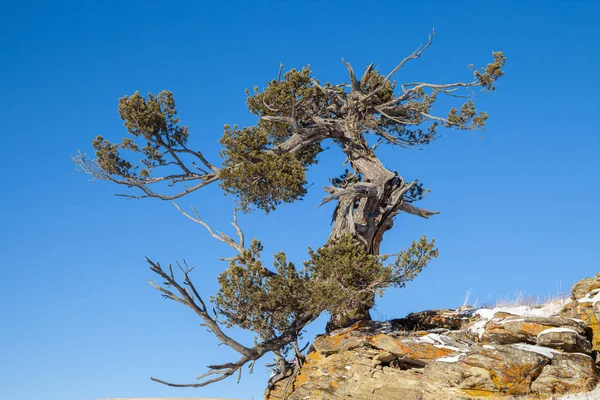 An old limber pine growing on a rocky outcrop in southern Alberta, Canada — Stock Photo, Image