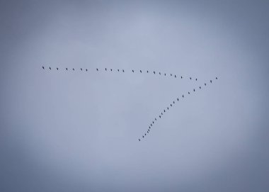 Kanada Kazlar karanlık bir bulutlu gökyüzüne karşı oluşumu uçan
