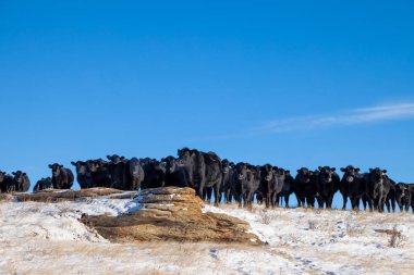 A heard of free range cattle on a ranch in southern Alberta clipart