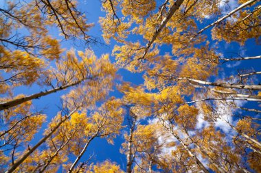 Aspen ağacı sonbaharda rüzgarda sallanıyor.