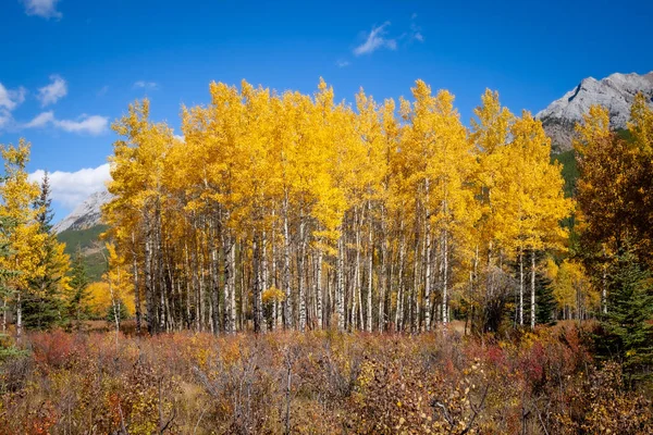 Aspen árboles con hojas otoñales de color amarillo dorado en Kananaskis en las Montañas Rocosas Canadienses — Foto de Stock