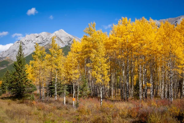 Aspen trees with golden yellow autumnal leaves in Kananaskis in the Canadian Rocky Mountains — Stock Photo, Image