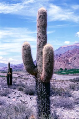 Cactus in Jujuy Province - Northern Argentina. Echinopsis atacamensis (cardon) is a species of cactus from Chile, Argentina and Bolivia. clipart