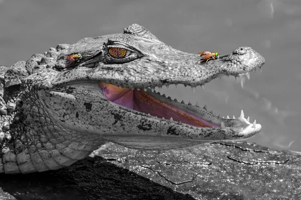 Улыбающийся крокодил и мухи - Коста-Рика — стоковое фото