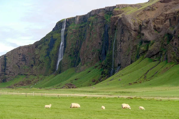 Paisaje de iceland sur con cascadas y ovejas — Foto de Stock