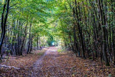 Yolu ormandaki sonbahar - Saint Germain orman, Fransa.