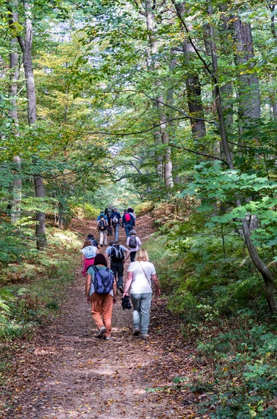 Yaşlılar sonbahar - Saint Germain orman, Fransa'da ormanda yürüyüş grubu.