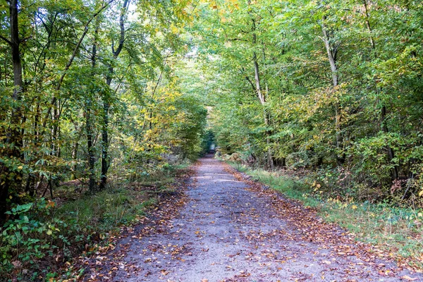 Droga w lesie jesienią - Saint Germain lasu, Francja — Zdjęcie stockowe