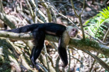 Beyaz başlı capuchin maymunu dinlenme