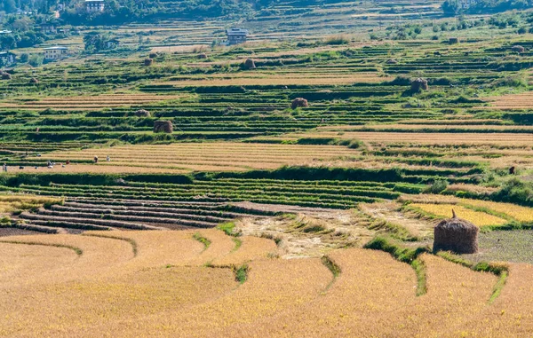 Paisagem agrícola do Butão — Fotografia de Stock