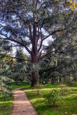 Albert Kahn Park 'taki büyük ağaç - Boulogne-Billancourt, Fransa