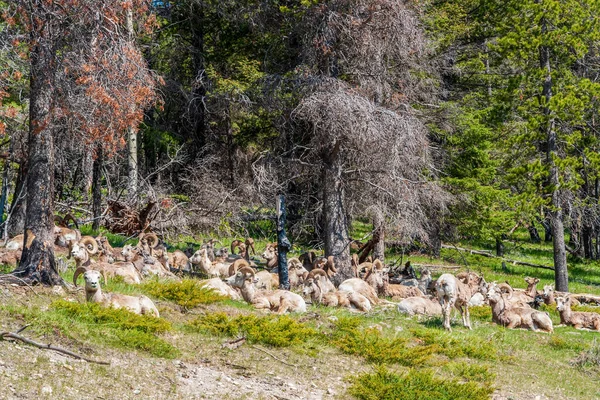 Rocky Mountain Big Horned Sheeps na primavera, Alberta Canadá — Fotografia de Stock