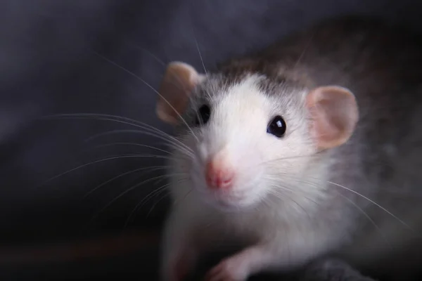 Cute gray rat on a sofa — Stock Photo, Image